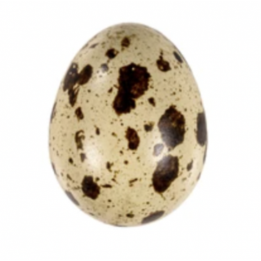Násadové vajce - prepelica - ITALSKÝ GIGANT
