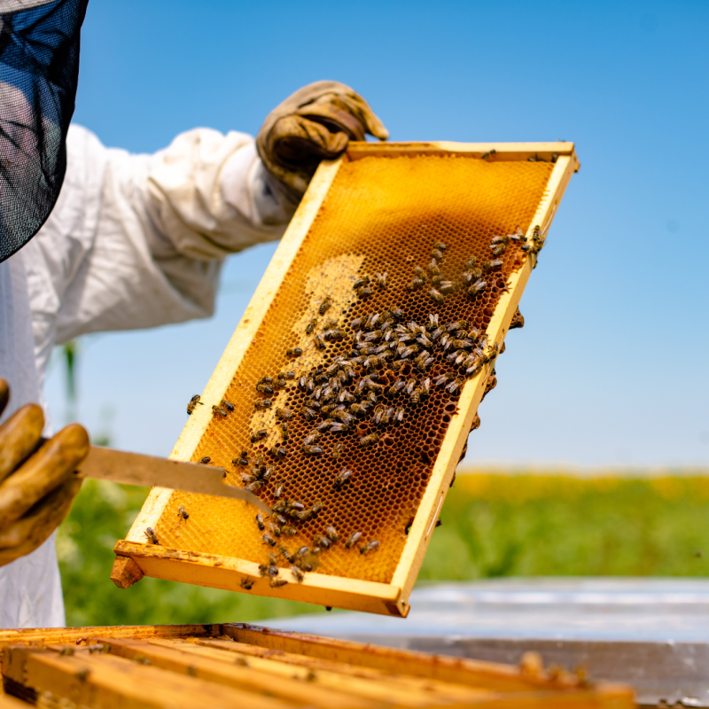 Čo zaistiť, než začnete včeláriť