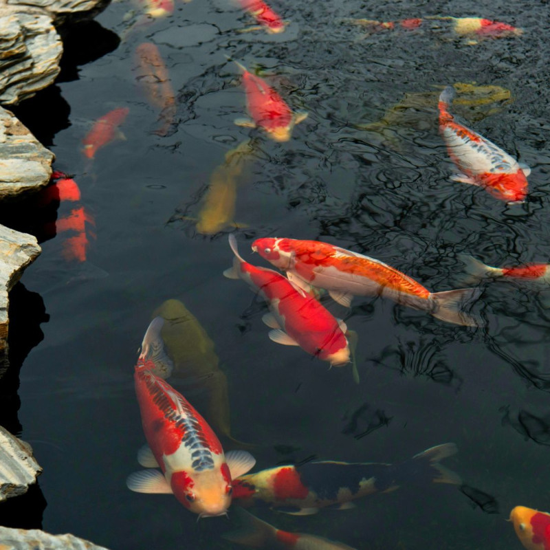 Ako na chov Koi kaprov?