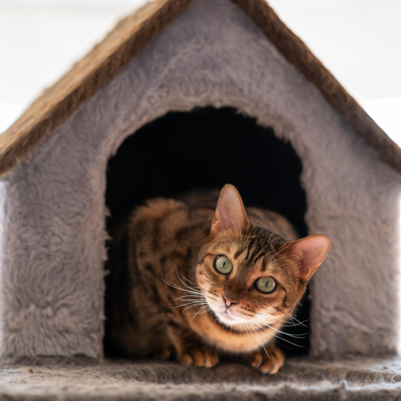 Ako si vybrať vhodný domček pre mačku?