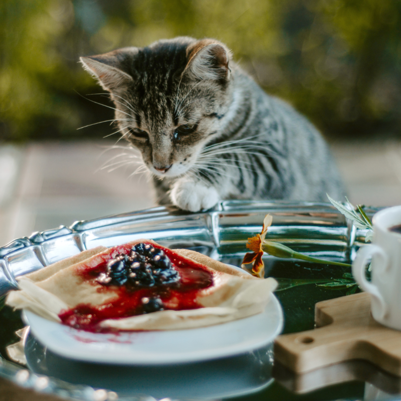 Čo mačka nemôže jesť?