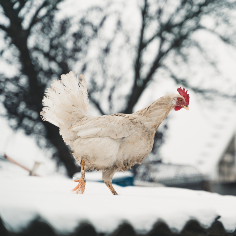 Ako sa postarať o sliepky, aby prečkali zimu bez problémov? 