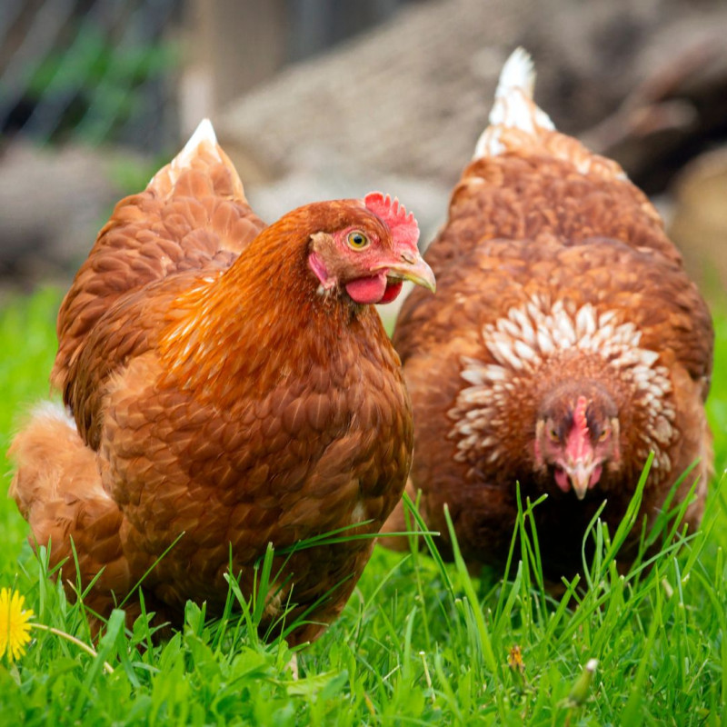 3 veci, ktoré vám ušetria čas pri chove sliepok!