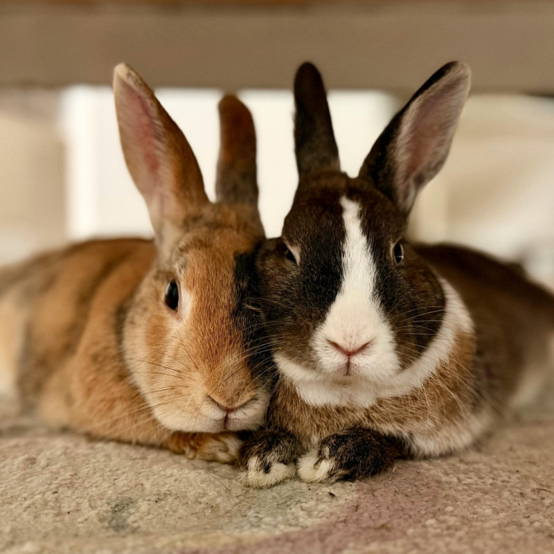 Ako na chov králikov na jar