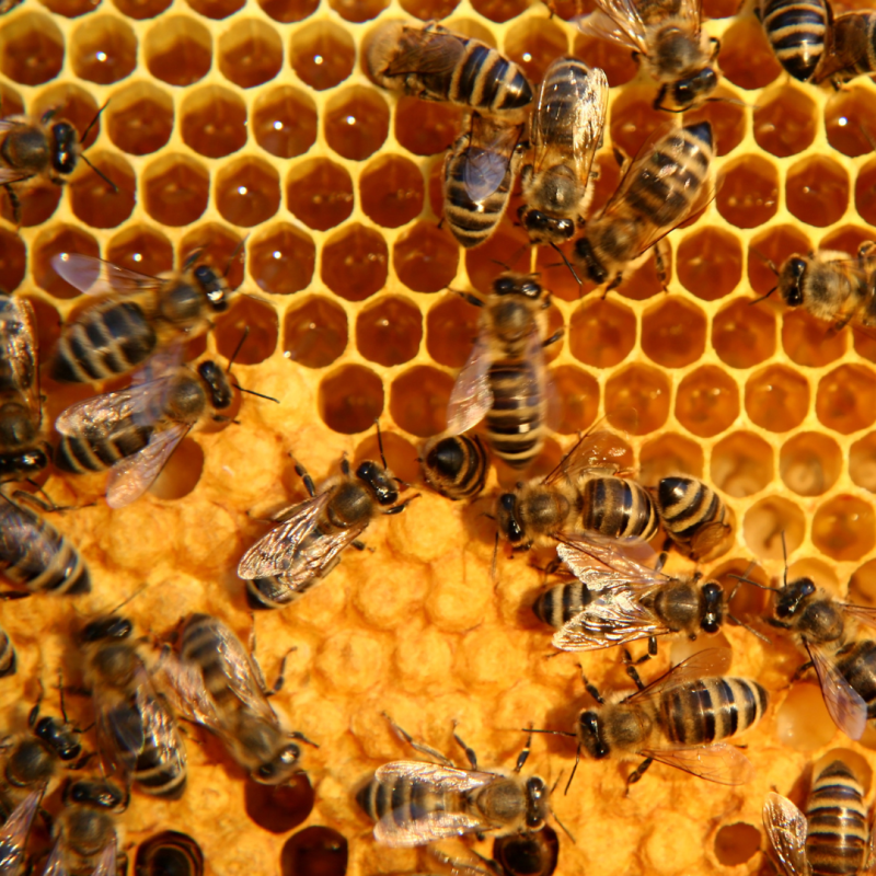 Včelárstvo: všetko pre začiatočníkov