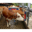 Škrabadlo pre hovädzí dobytok Euro Farm s pružinou