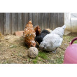 Klovacia guľa pre sliepky - 6 ks (3kg)