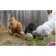 Klovacia guľa pre sliepky - 6 ks (3kg)