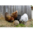 Klovacia guľa pre sliepky - 6 ks (3kg)