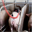Inseminačný stimulátor Stimulus, pre prasnice