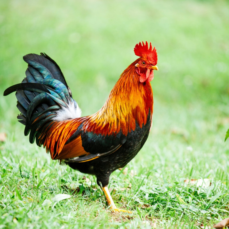 Čo robiť s agresívnym kohútom?