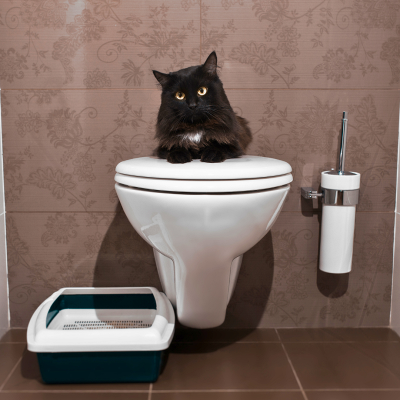 Ako naučiť mačku chodiť na ľudský záchod?