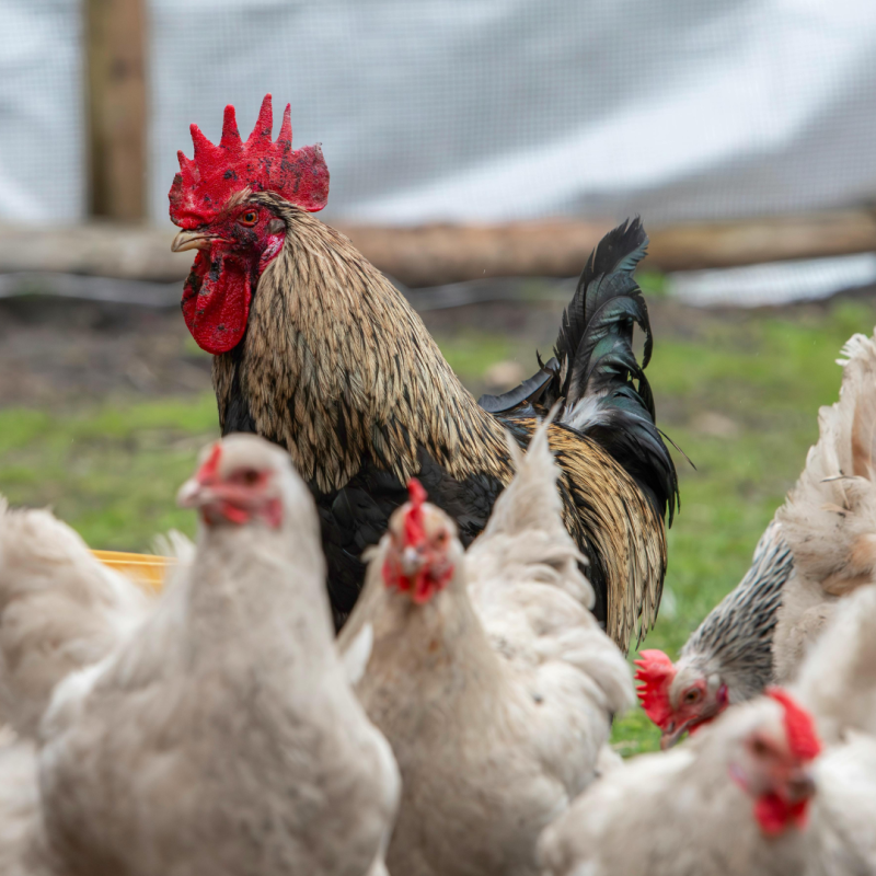 Spôsoby chovu hydiny