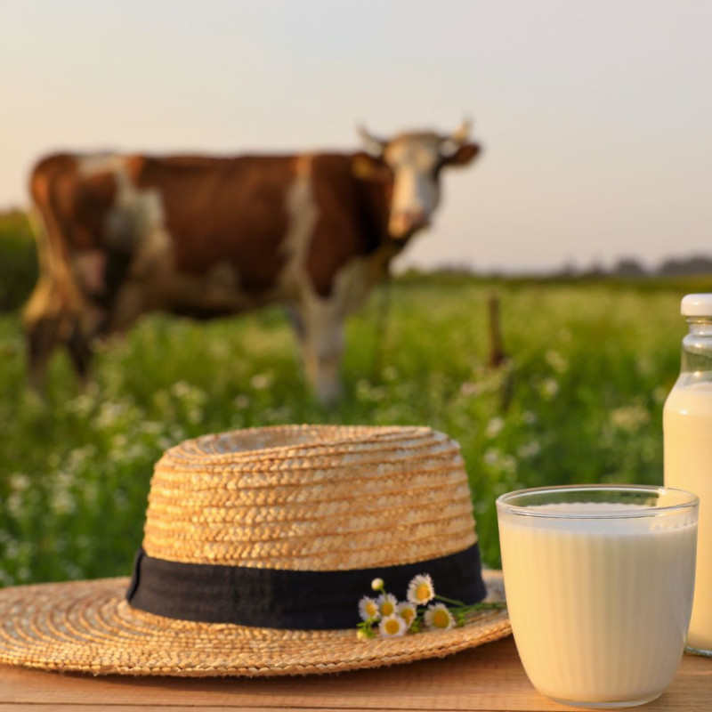 Čo ovplyvňuje chuť mlieka?