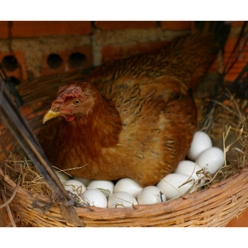 Nosné sliepky: Aké plemená znášajú najviac vajec