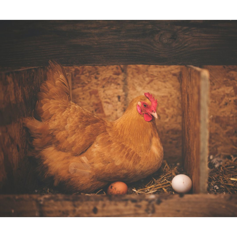 Správny výber a umiestnenie znáškového hniezda pre sliepky