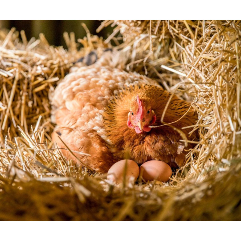 Do akého veku sliepka znáša vajcia?