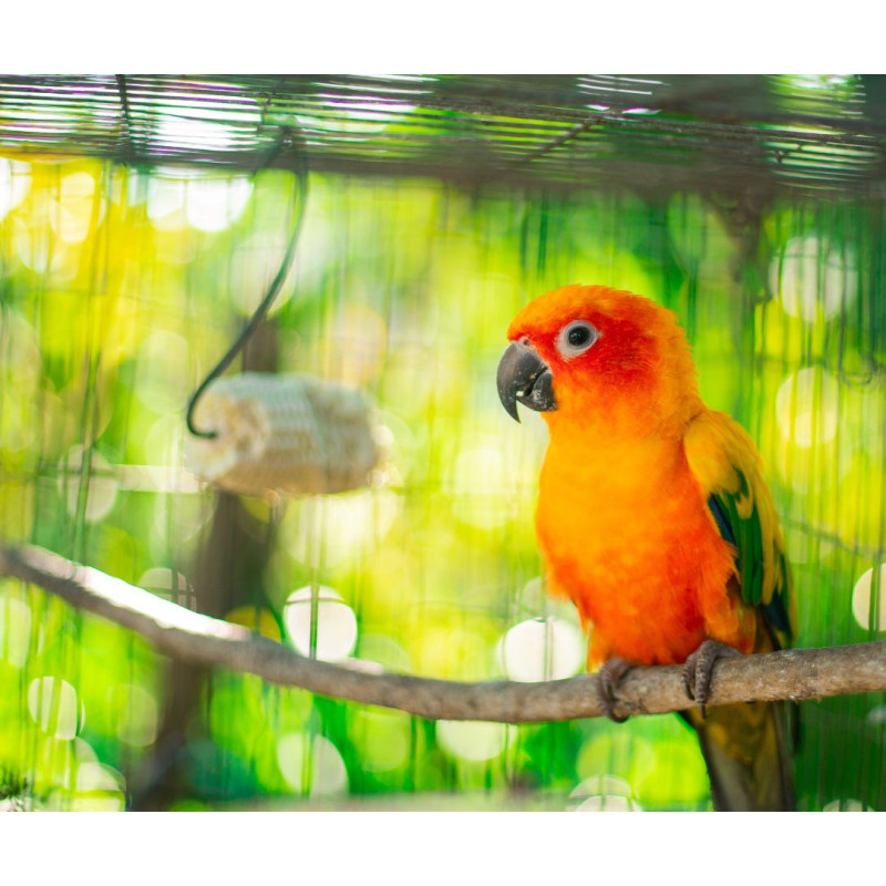Ako vybrať klietku pre papagája a kam ju umiestniť