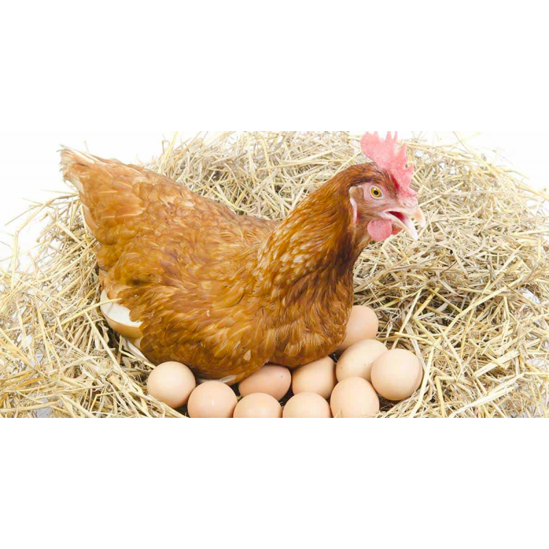 Do akého veku sliepka znáša vajcia?