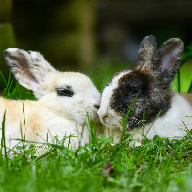 Ako spoznať graviditu u králika?