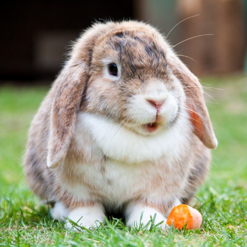 Čo nesmie jesť králik?