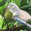 Teleskopický zberač ovocia