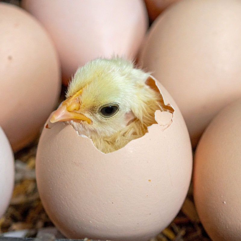 Aká má byť optimálna teplota v liahni kurčiat?