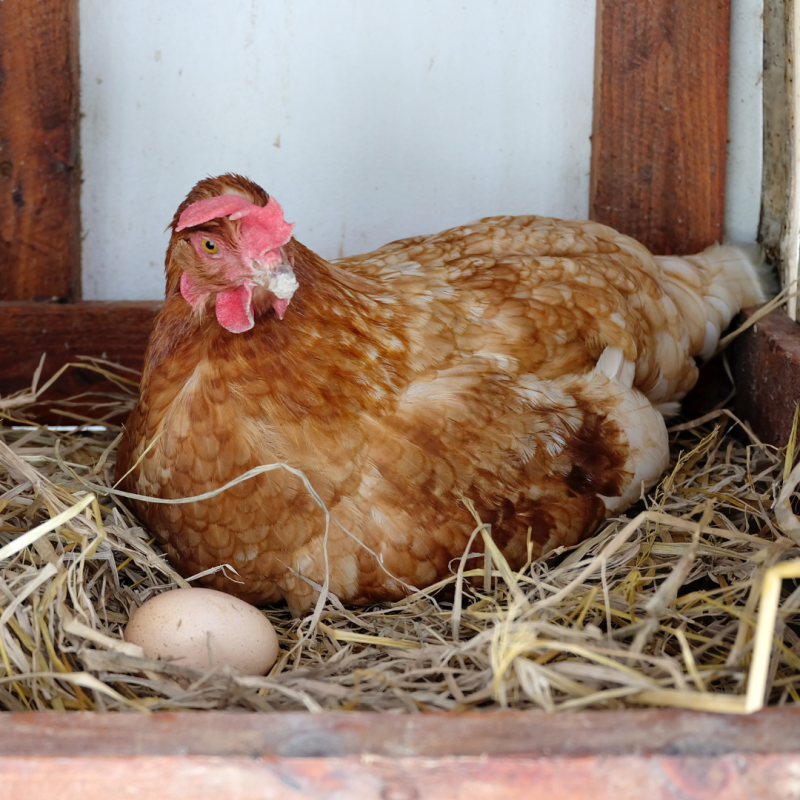 Prečo sliepky znášajú malé vajcia?