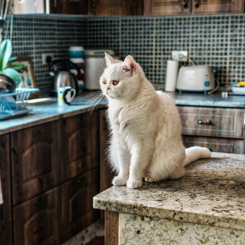 Ako odnaučiť mačku skákať na zakázané miesta?