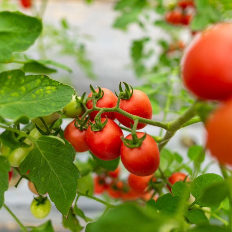 Rastliny vhodné pre začínajúcich záhradkárov