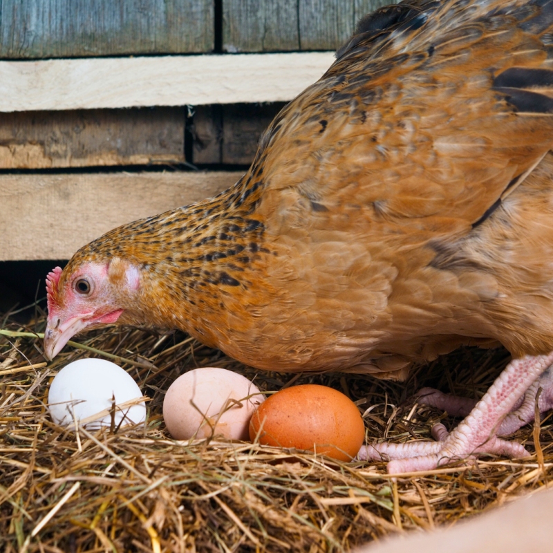 Je nutné sledovať úžitkovosť u hydiny?
