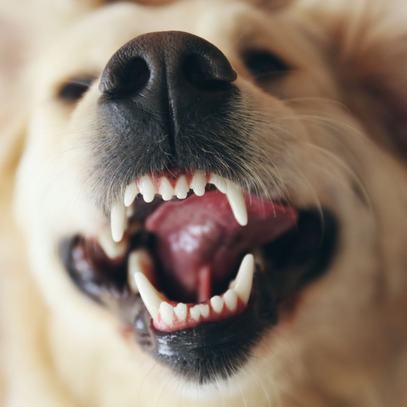 Prerezávanie zubov u psov